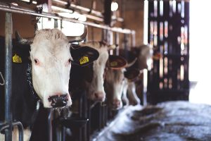 Read more about the article Dairy and Why We Don’t Need It