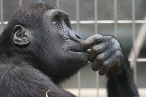 Read more about the article Animal Abuse – What You May Not Know